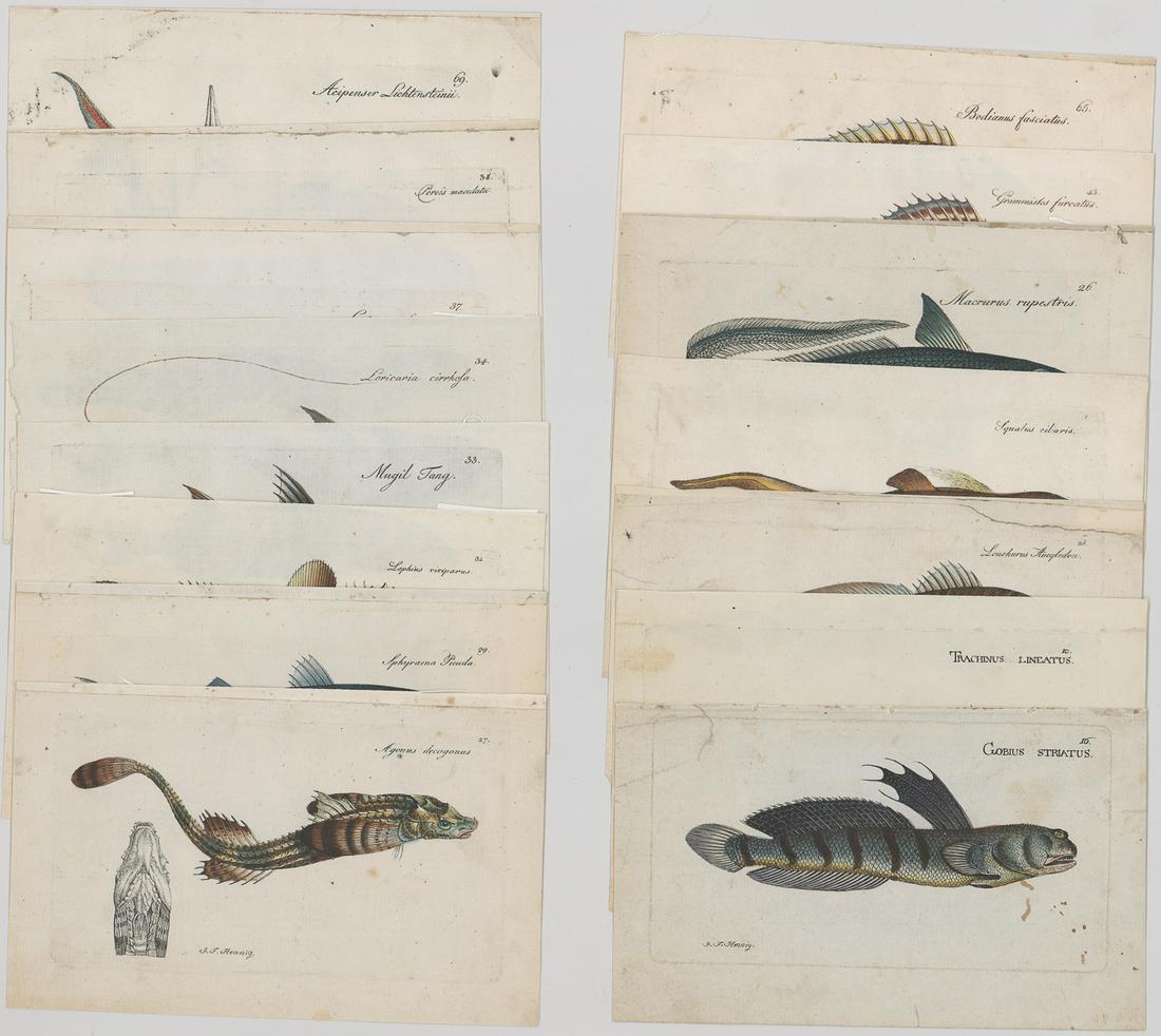 Marcus Bloch Book-Plate Etchings [Fish] (1 of 4)