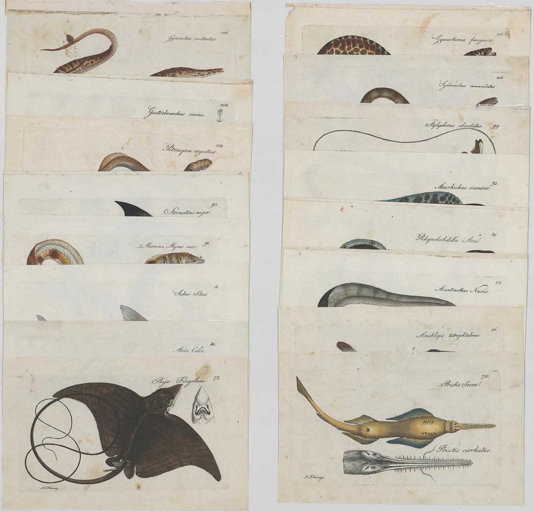 Marcus Bloch Book-Plate Etchings [Fish] (1 of 3)