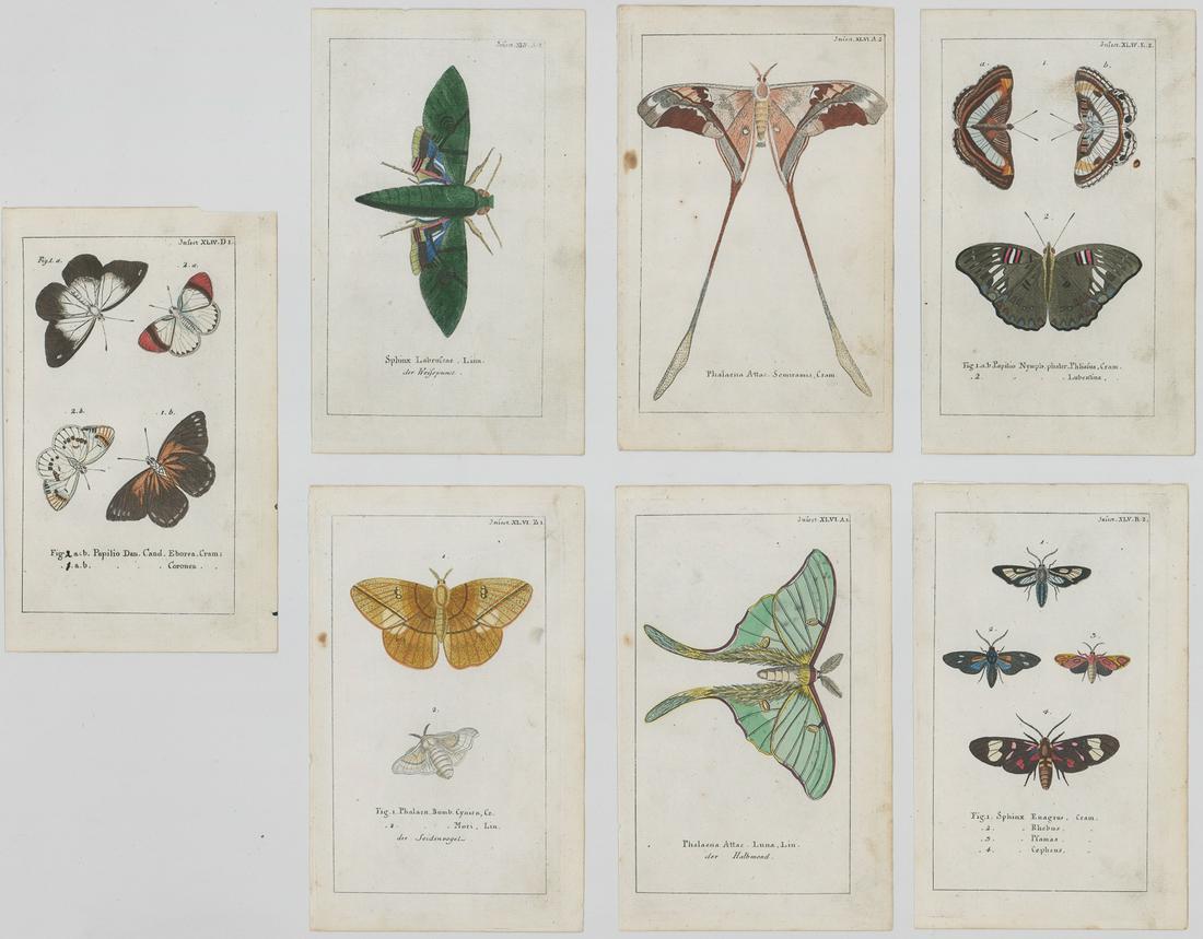 18th Century Book-Plate Etchings [Butterfly, Moth] (1 of 3)