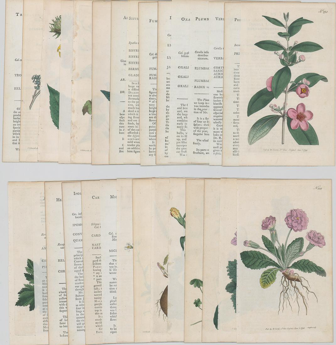 William Curtis Book-Plate Etchings [Botanicals] (1 of 5)