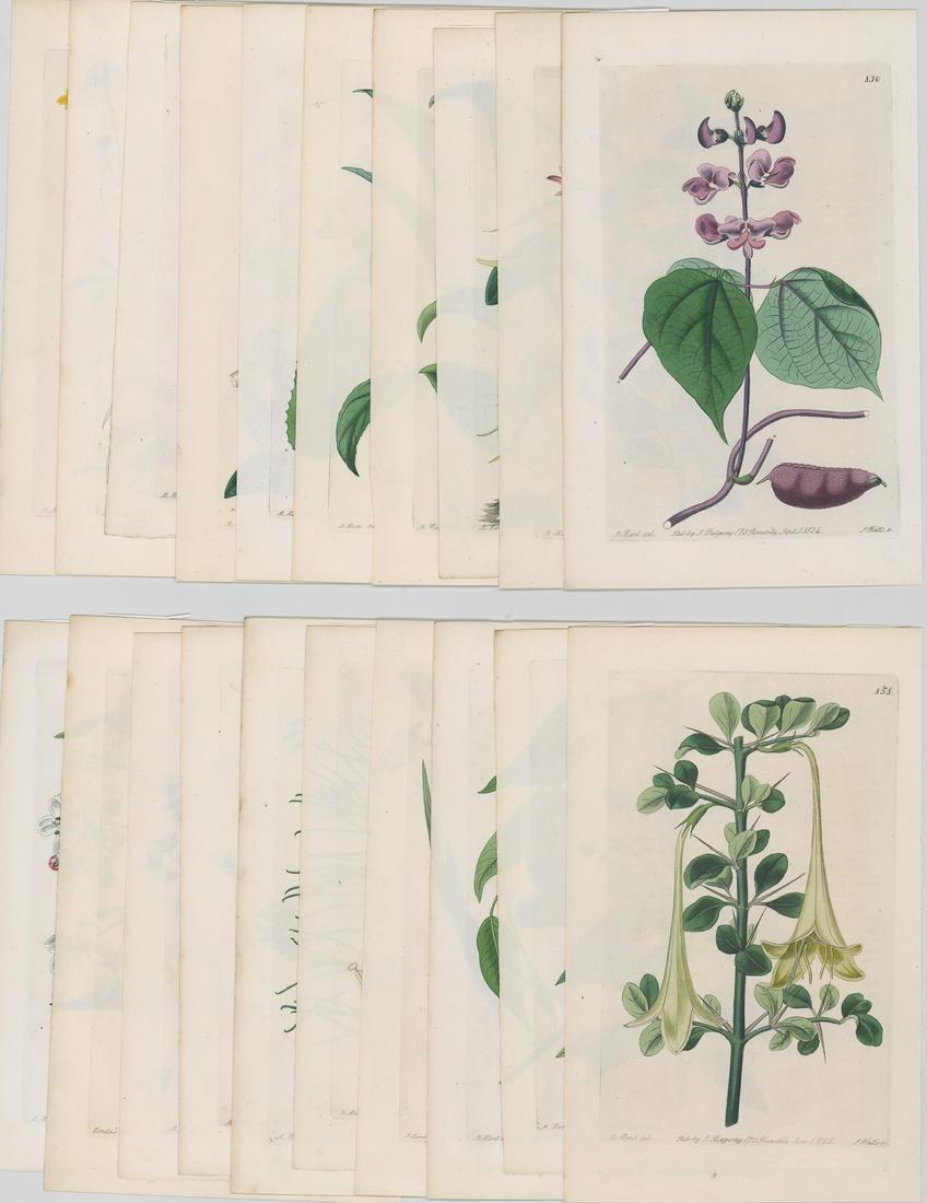 Sydenham Edwards Book-Plate Etchings [Botanicals] (1 of 6)