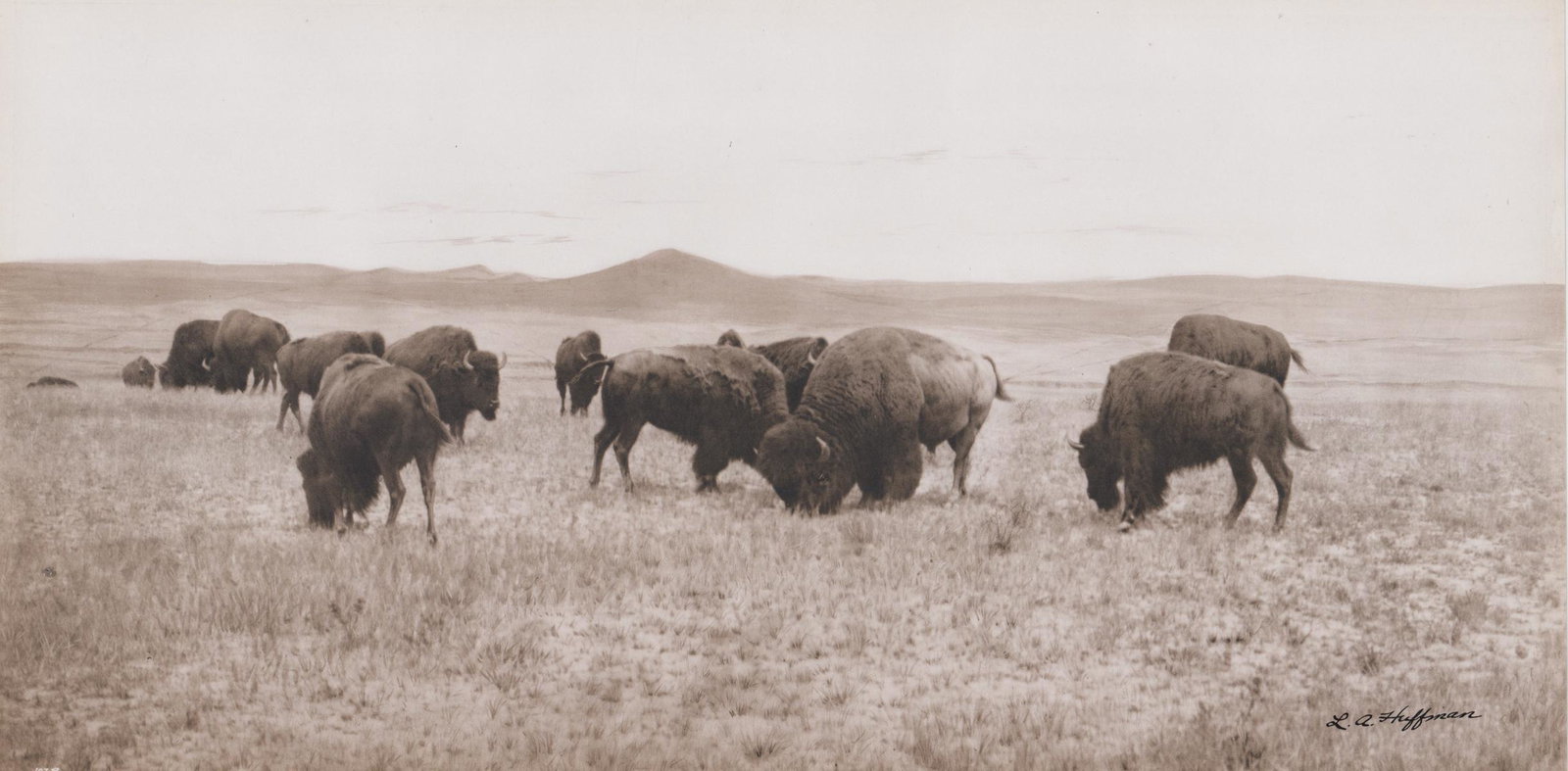 L.A. Huffman Collotype: L.A. Huffman collotype. Measures 10-in. x 20-in. Excellent condition. Unframed, loose and not glued or mounted. Provenance: Bob Borcherdt collection. If lot is absent of a condition report a condition