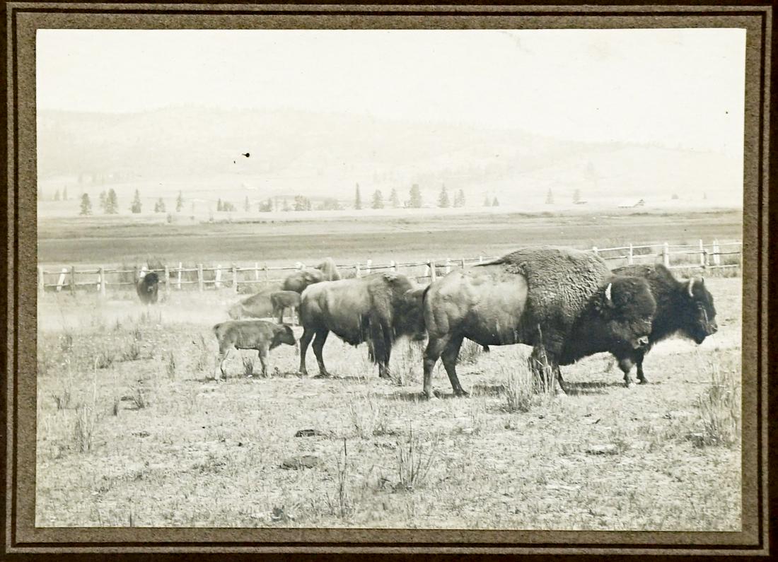 J.C. Lindquist Kalispell, Montana Antique Photo: J.C. Lindquist, Kalispell, Montana antique mounted photo. Photo measures 5-in. x 7-in., measures 8-in. x 10-in. total. Photograph is in EX/EX+ condition, mount has light creases in left margin. From a
