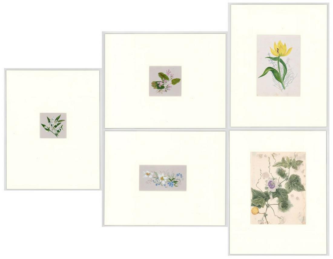Five Original Botanical Paintings (1 of 12)