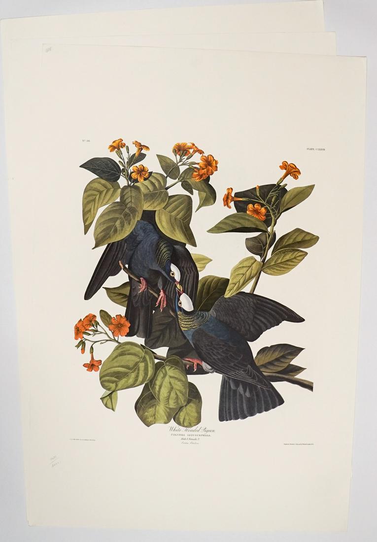 John James Audubon Large Prints [Birds]: Three (3) large after John James Audubon (American, 1785-1851) reprints. One titled "Black & White Creeper", one "White Headed Pigeon" and the third "Arctic Fern." All measure 25.5-in x 39.375-in shee
