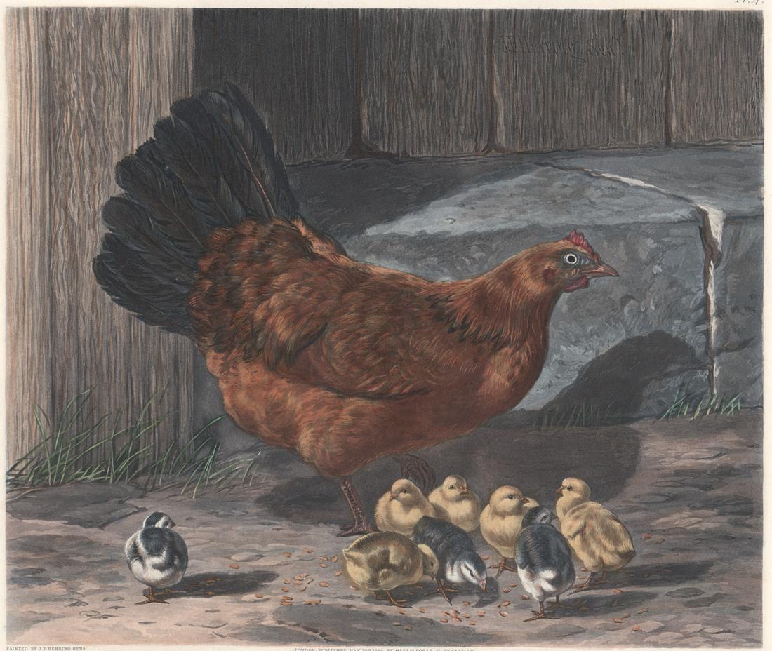 Fore's Series of the Mothers Etching [Hen, Chicks]: Hand colored restrike etchings from the original plates, engraved by J. Harris. 20th century, exact year of creation unknown. Hand colored restrikes from the original plates. Published by Published Me