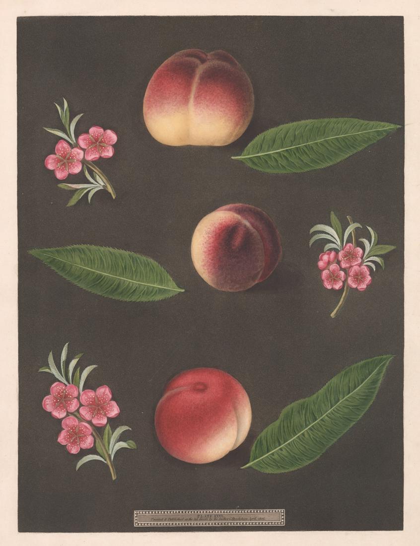 Pomona Britannica Engraving by George Brookshaw: Book plate engraving from "Pomona Britannica" by George Brookshaw, London, 1804-1812. This book was known for its engravings with original hand-coloring. Included here is Plate XXVI. Plate number and