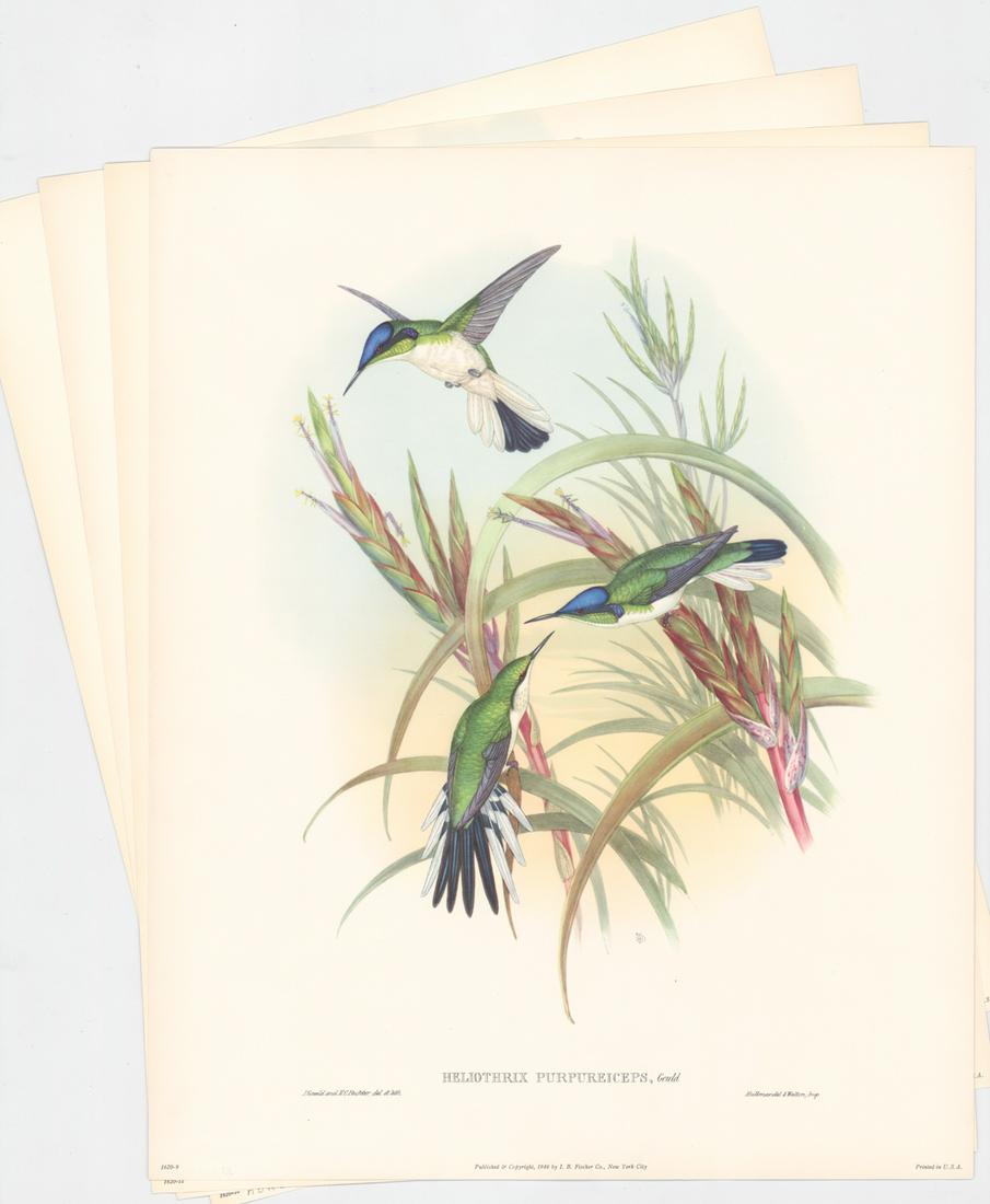 After John Gould Color Prints [Humming Birds]: Four after John Gould color prints from his series 'A Monograph of the Trochilidae', or 'Family of Hummingbirds'. Included are 'Heliothrix Purpureiceps', 'Petasophora Iolata', 'Heliodoxa Jacula' and '