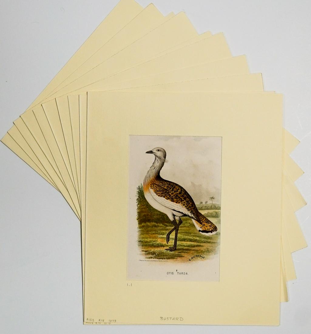 Game Bird (10) Color Prints 1879-81: Ten (10) Game Bird color prints with descriptive text. 1879-1881. Measure approximately 9.75 in. x 6 in. hinge-mounted to a matt frame that measures 13.5 in. x 11.375. Provenance: C.D. Raymond & Son c
