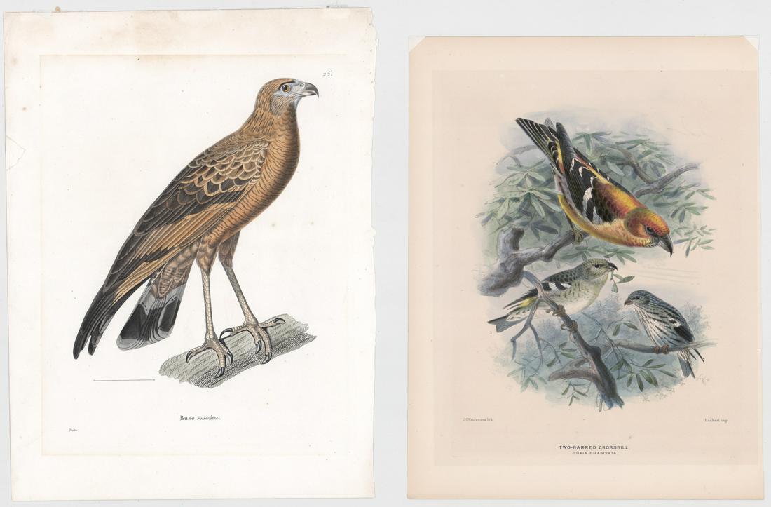 Two Antique Bird Prints (1 of 9)