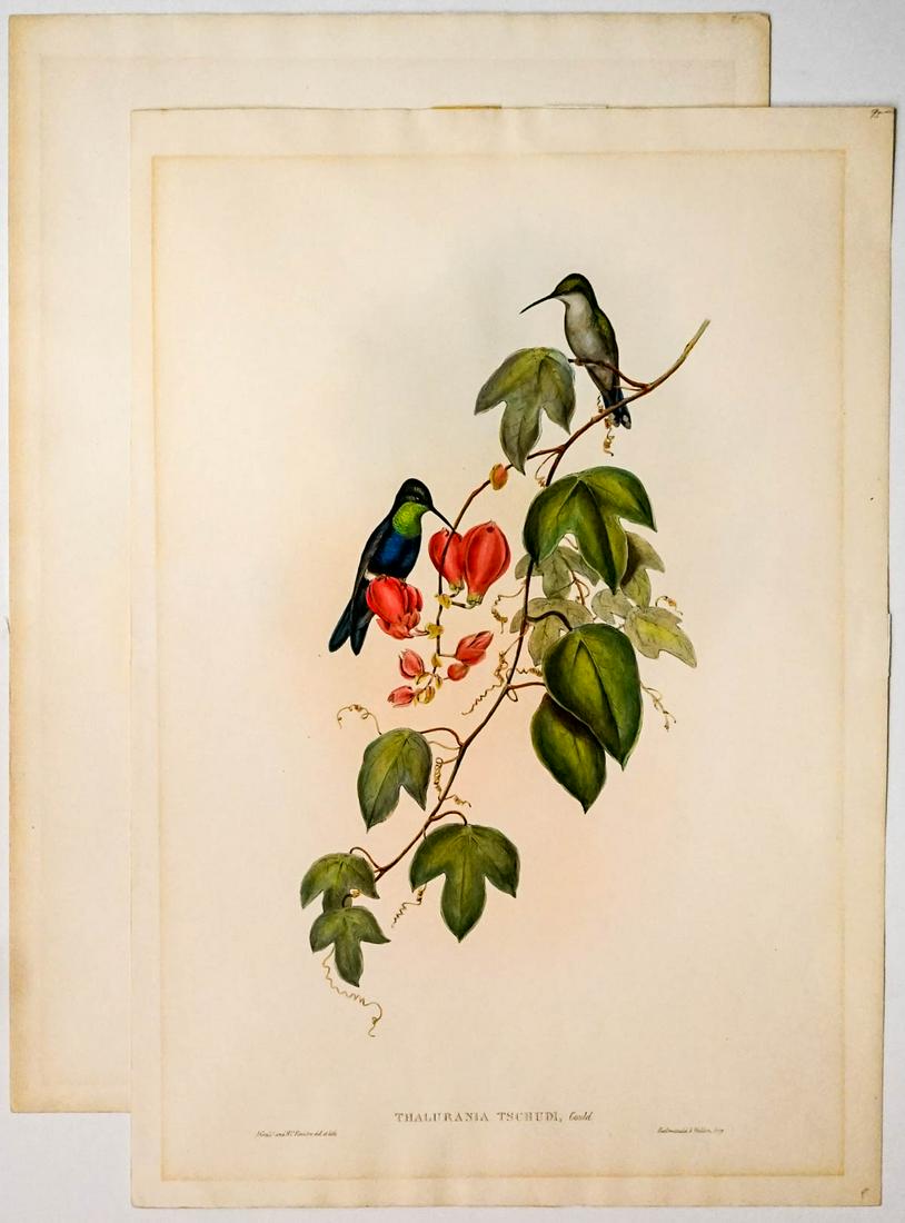 (2) Gould & Richter Antique Bird Prints (1 of 7)