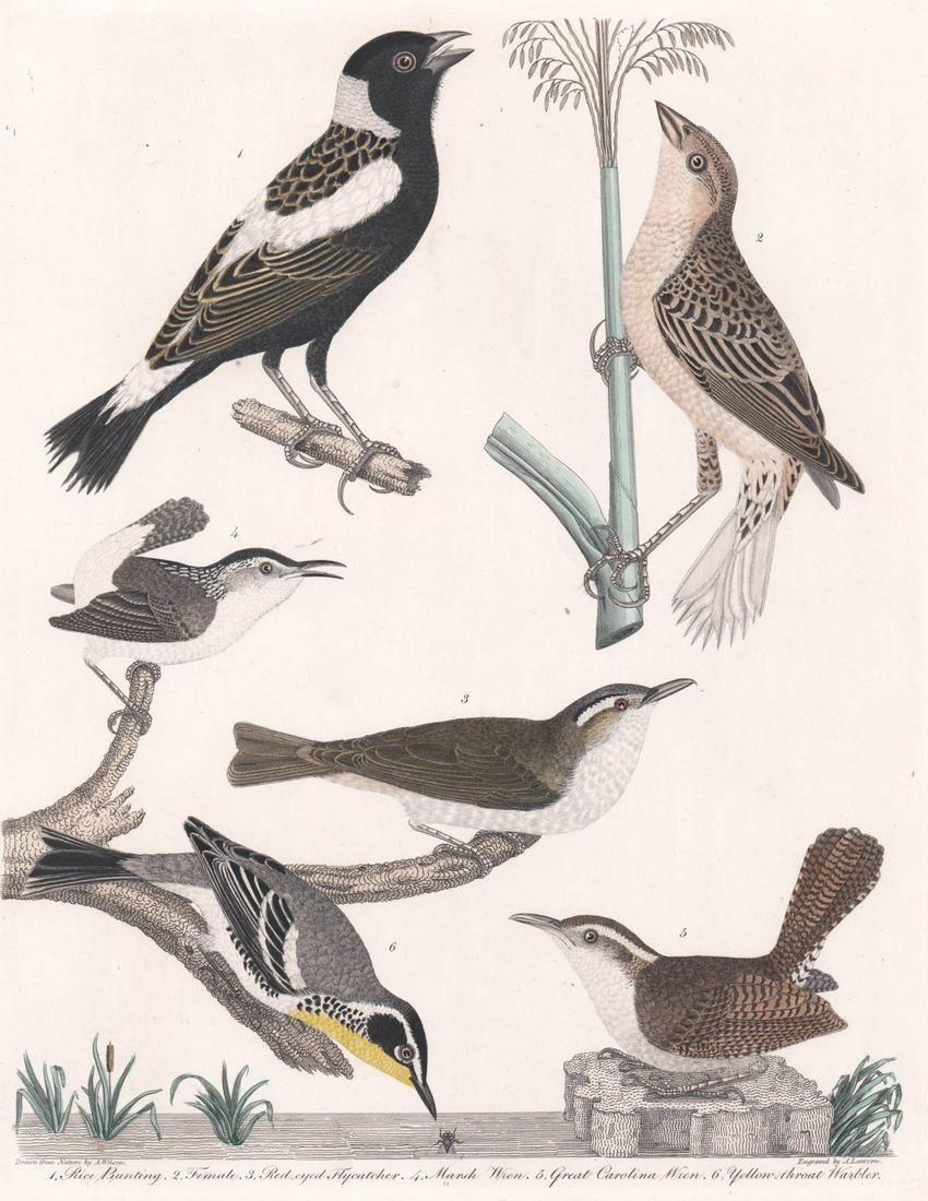 Antique A. Lawson Bird Engraving (1 of 4)