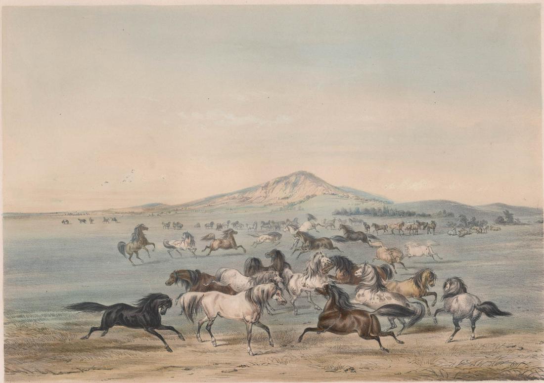 George Catlin Lithograph Wild Horses at Play (1 of 6)
