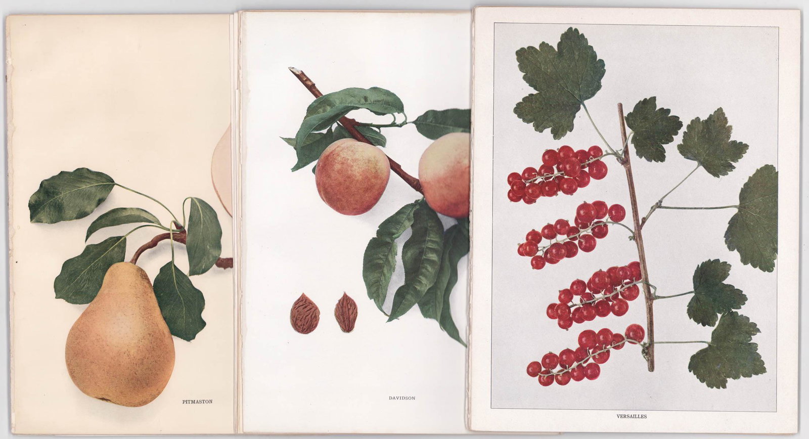 Fruits and Vegetable (40) Color Prints [New York]: Forty (40) antique color prints of fruits, berries and vegetables of New York. Sheets measure approximately 12 in. x 9.25 in. Provenance: C. D. Raymond and Son Collection. If lot is absent of a condit