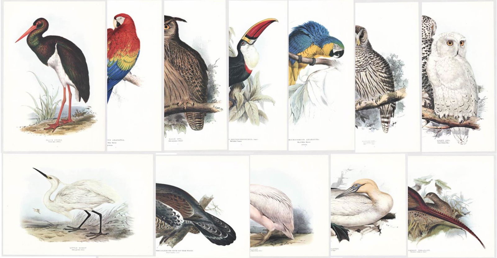 Edward Lear (12) Bird Prints: Twelve (12) large Edward Lear color bird prints. Sheets measure 22.5 in. x 15.25 in. Provenance: C. D. Raymond and Son Collection. If lot is absent of a condition report one may be requested via email