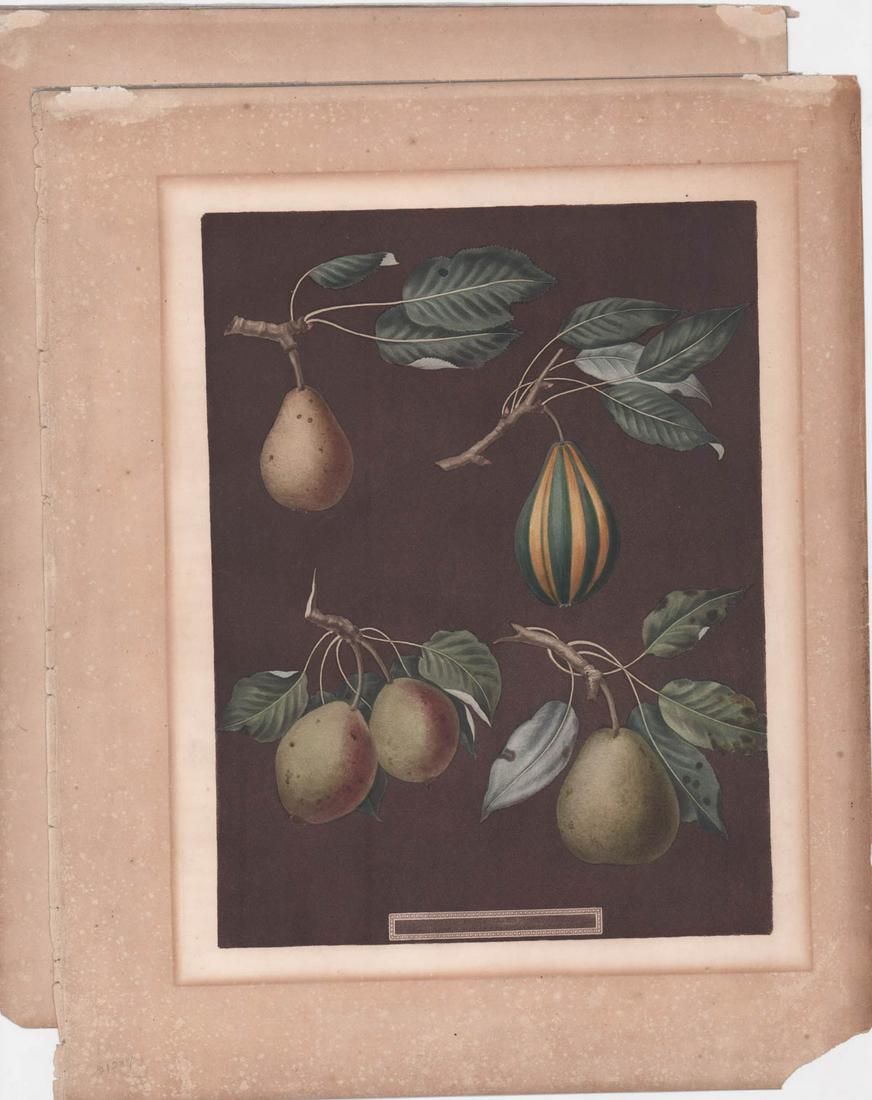 (2) Antique Botanical Prints (1 of 9)