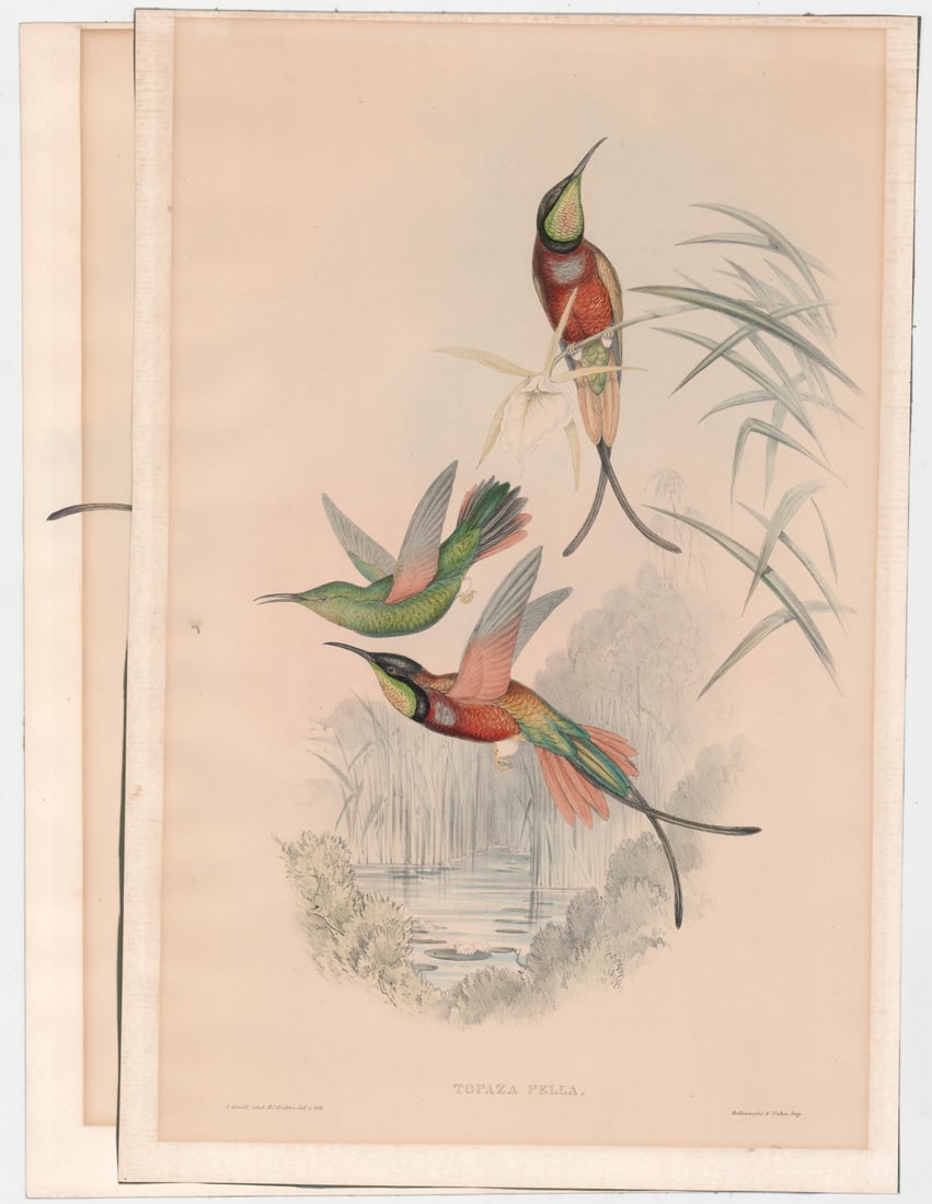 Antique Gould & Richter Hummingbird Lithographs (1 of 9)