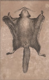 Attributed to Stefano Della Bella [Animal]