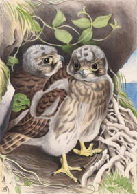 Jemima Blackburn 'Young Kestrels in the Nest'