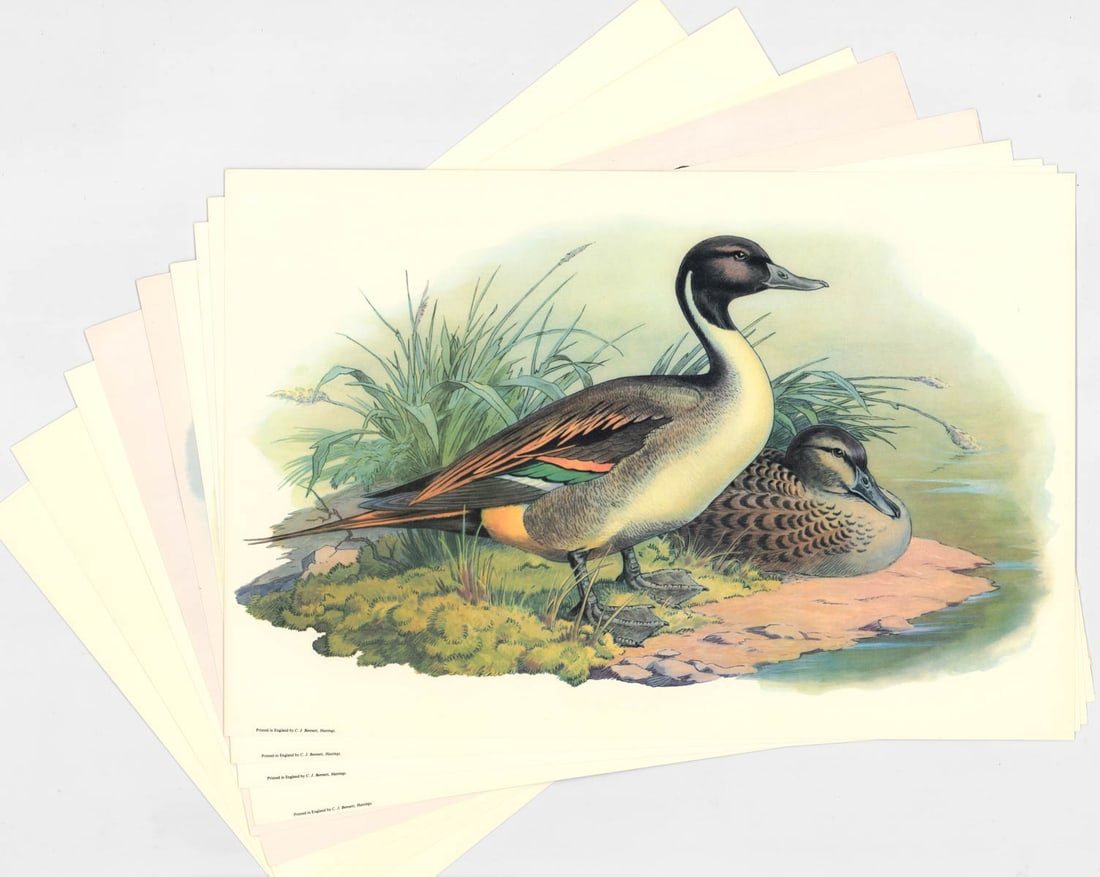 Collection of (10) Game Bird Prints: Ten (10) Game Bird Prints. Sheets measure 12 in. x 18 in. Unframed, loose and not glued or mounted. Provenance: C.D. Raymond & Son collection. If lot is absent of a condition report one may be request