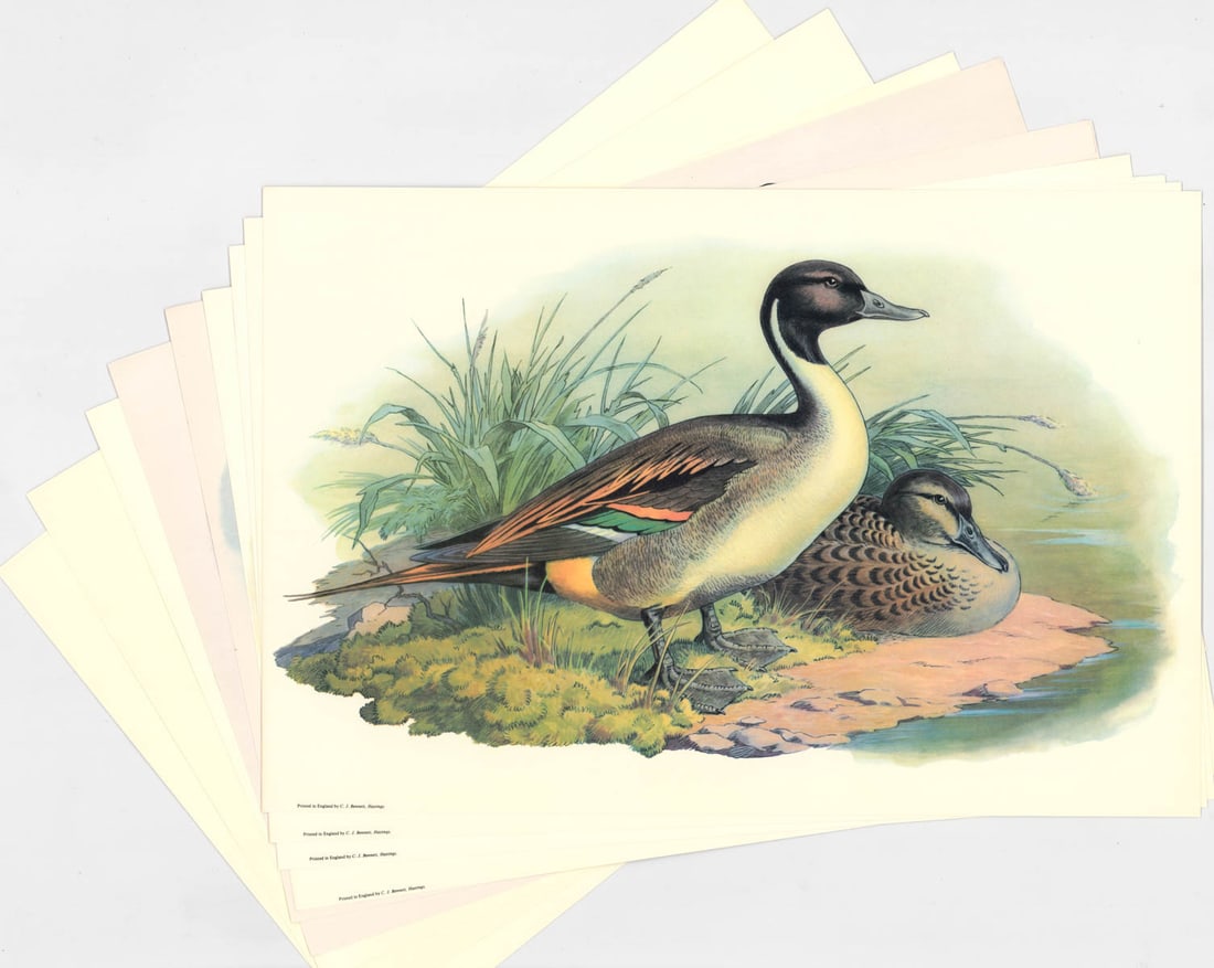 Collection of (10) Game Bird Prints: Ten (10) Game Bird Prints. Sheets measure 12 in. x 18 in. Unframed, loose and not glued or mounted. Provenance: C.D. Raymond & Son collection. If lot is absent of a condition report one may be request