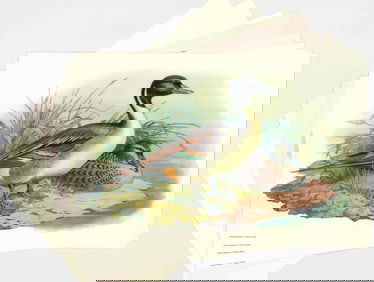 Collection of (10) Game Bird Prints