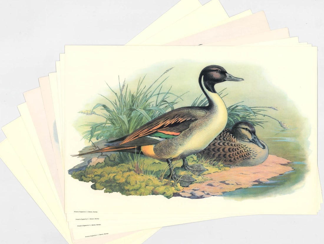 Collection of (10) Game Bird Prints: Ten (10) Game Bird Prints. Sheets measure 12 in. x 18 in. Unframed, loose and not glued or mounted. Provenance: C.D. Raymond & Son collection. If lot is absent of a condition report one may be request