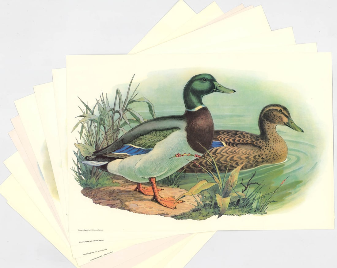 Collection of (10) Game Bird Prints: Ten (10) Game Bird Prints. Sheets measure 12 in. x 18 in. Unframed, loose and not glued or mounted. Provenance: C.D. Raymond & Son collection. If lot is absent of a condition report one may be request