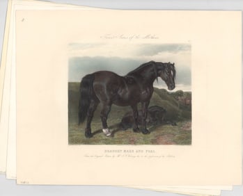 Draught Mare and Foal (4) Colored Engravings