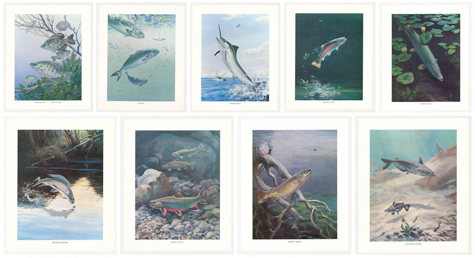 Bob Hines Vintage Fish Prints (10) (1 of 10)