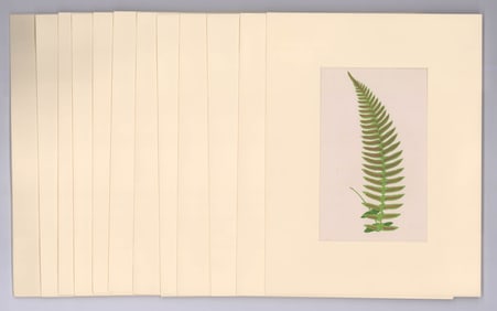 Ca.1872 E.J. Lowe British Fern Prints (12)