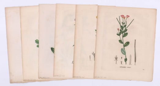 19th Century Botanical Color Prints (6)