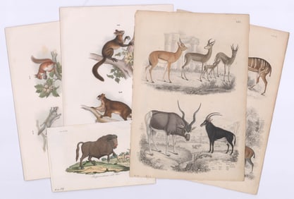 Antique Animal Prints (5)