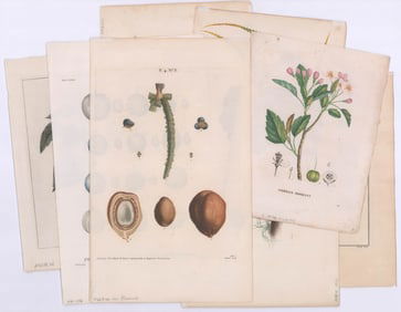 Antique Botanical Prints (8) Ca.1760-1855