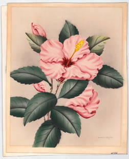 Shirrell Graves (2) Hawaiian Airbrush Paintings: Two (2) Shirrell Graves (1884-1954) airbrush 'pink flowers' paintings. Images measure approximately 19.75 in. x 15.75 in. to 16 in. Unframed, loose, not mounted or glued down. Print lot measures