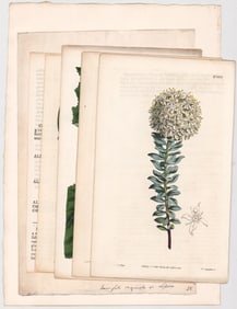 Antique (6) Etchings [Curtis Botanical Colored]