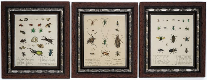 Antique (3) Framed Prints [Insects]