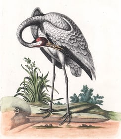 18th Century G. Edwards Etching Orthinology