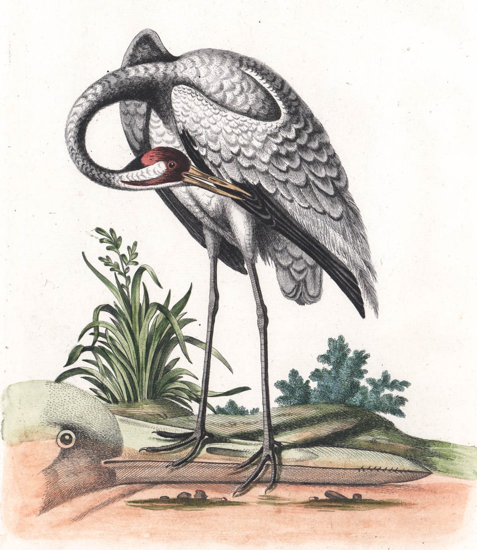 18th Century G. Edwards Etching Orthinology (1 of 5)