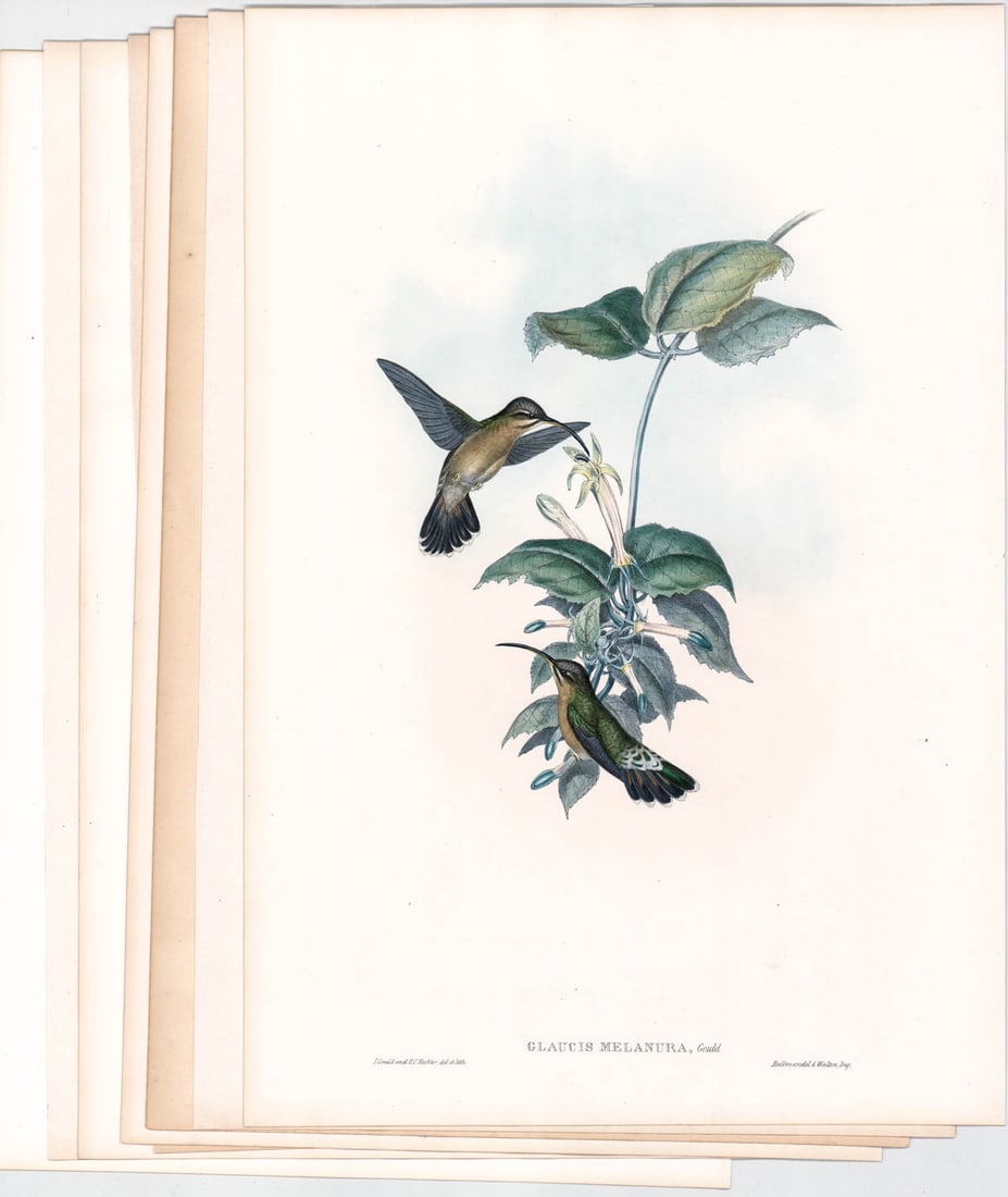 John Gould (4) Large Bird Prints w/ Text (1 of 10)