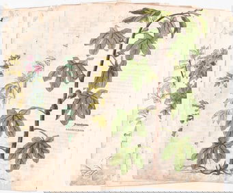 Leonard Fuchs (6) Hand-Colored Botanical Prints