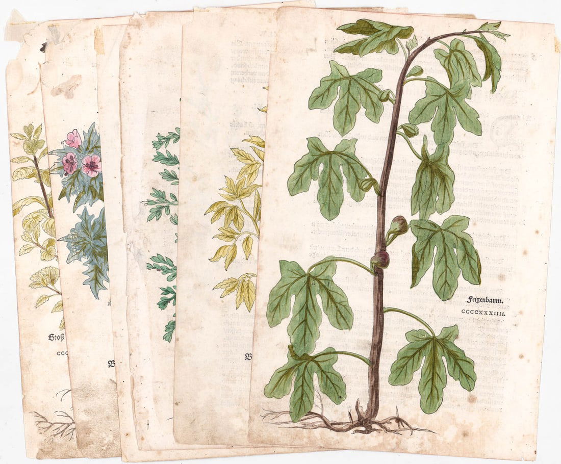 Leonard Fuchs (6) Hand-Colored Botanical Prints (1 of 7)