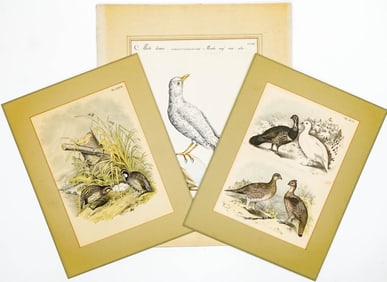 Antique (3) Color Prints [Birds]