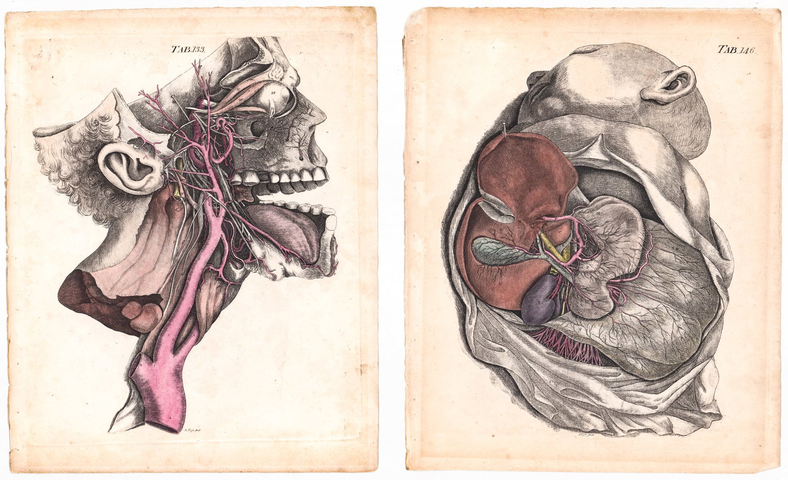 Andrew Fyfe (2) Color Plates [Anatomy Human Body]: Andrew Fyfe (2) plates from the circa 1800's book of The Anatomy of the Human Body. Each measures 12 x 9.75 in. Unframed, loose, not glued down or mounted. Print lot measures 14 in. H x 11 in. W x .12
