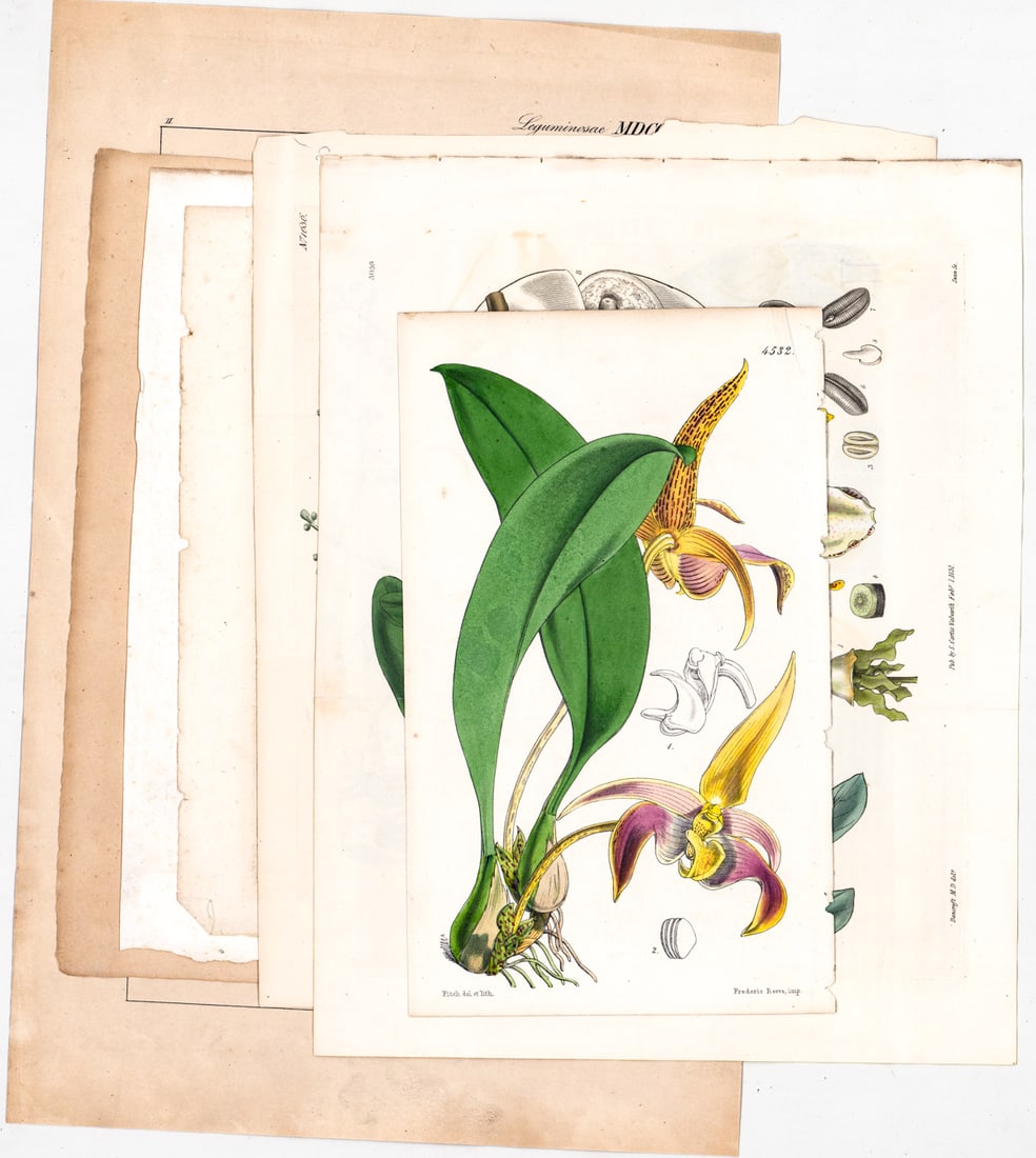 Antique (7) Color Plates [Botanical]: Seven (7) antique botanical color plates. Measure 9 to 15 in. x 5.75 to 12 in. Unframed, loose, not glued down or mounted. Print lot measures 15.5 in. H x 11 in. W x .125 in. D for shipping purposes o