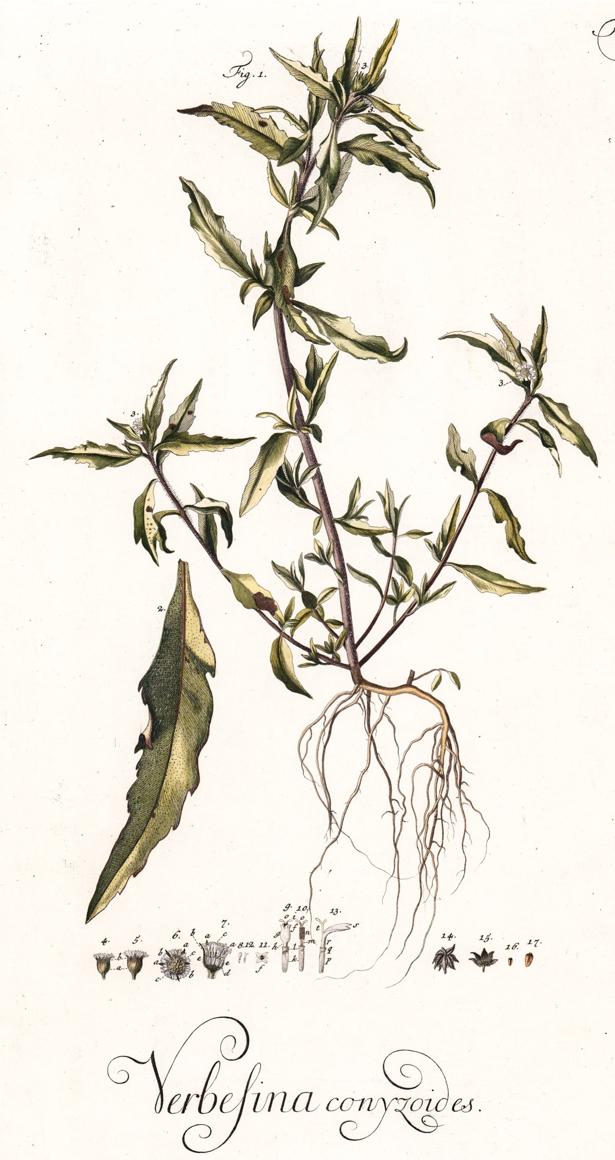 Antique Botanical Verbesina Conyzoides Plate: Botanical hand-colored Verbesina conyzoides etching. Tab VI. G. W. Baurenfeind. Measures 20 x 13.125 in. Unframed, loose, not glued down or mounted. Print lot measures 21 in. H x 14 in. W x .125 in. D