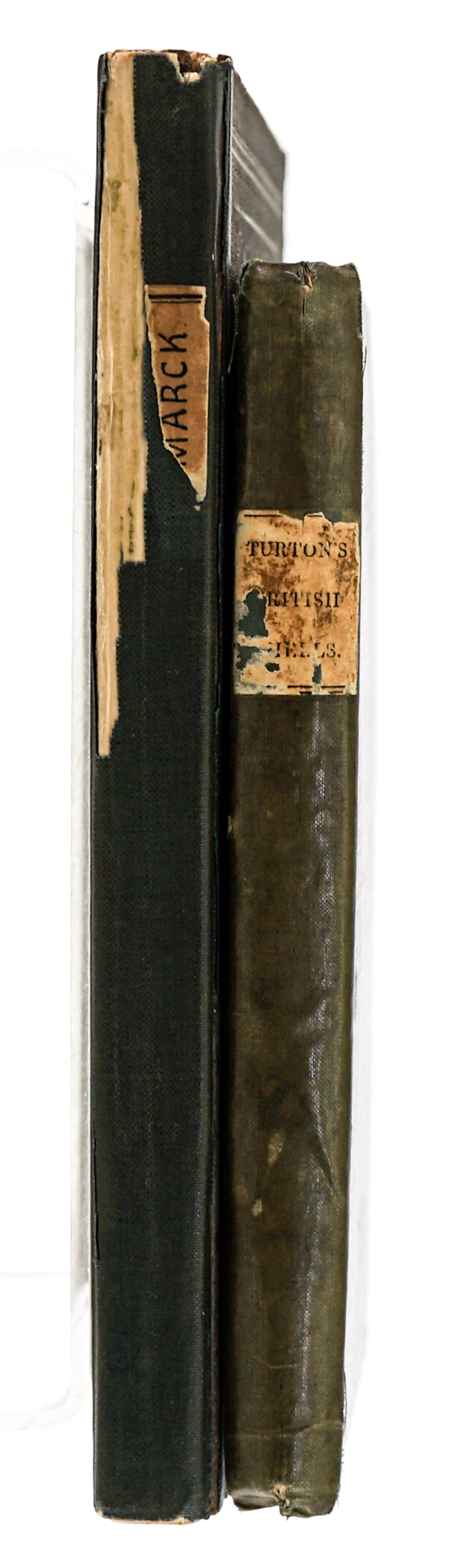 Species of Shells (2) Antique Books Illustrated (1 of 5)