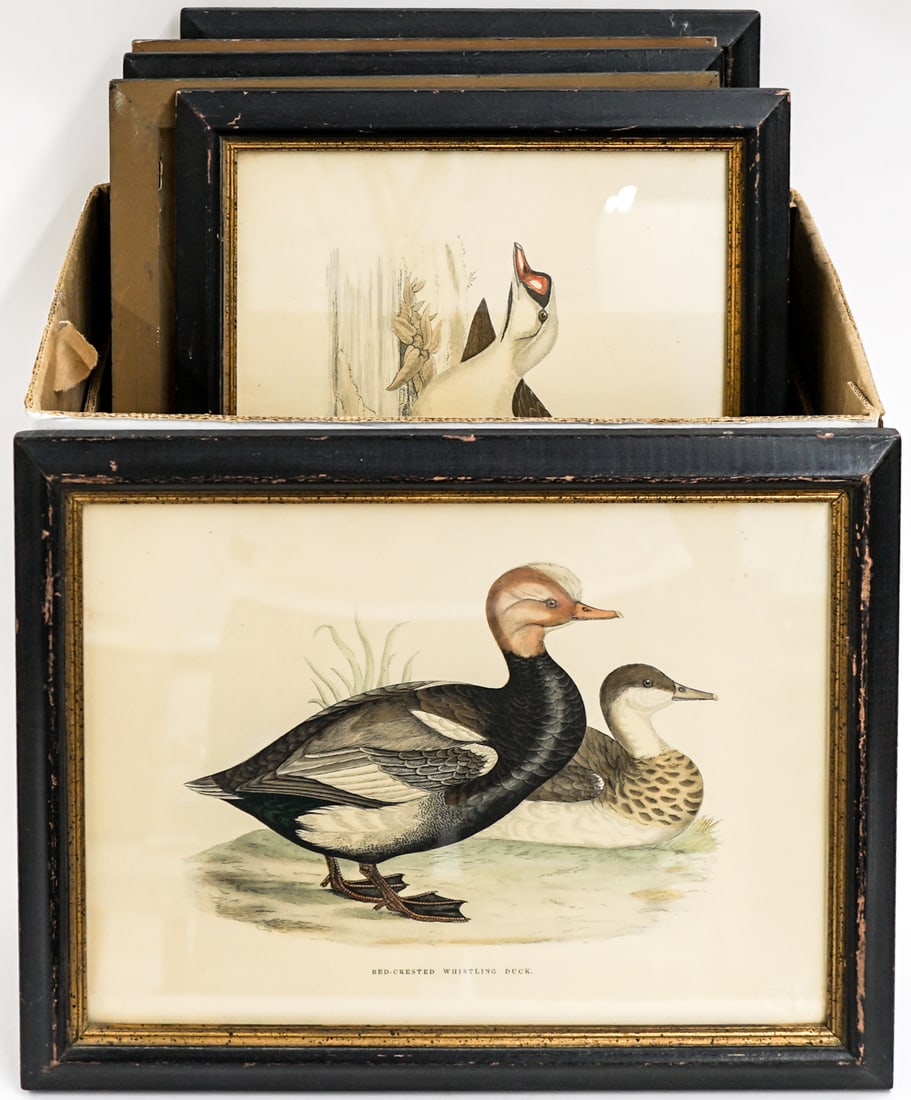 Borghese Framed Bird Prints (Not Antique) (1 of 8)