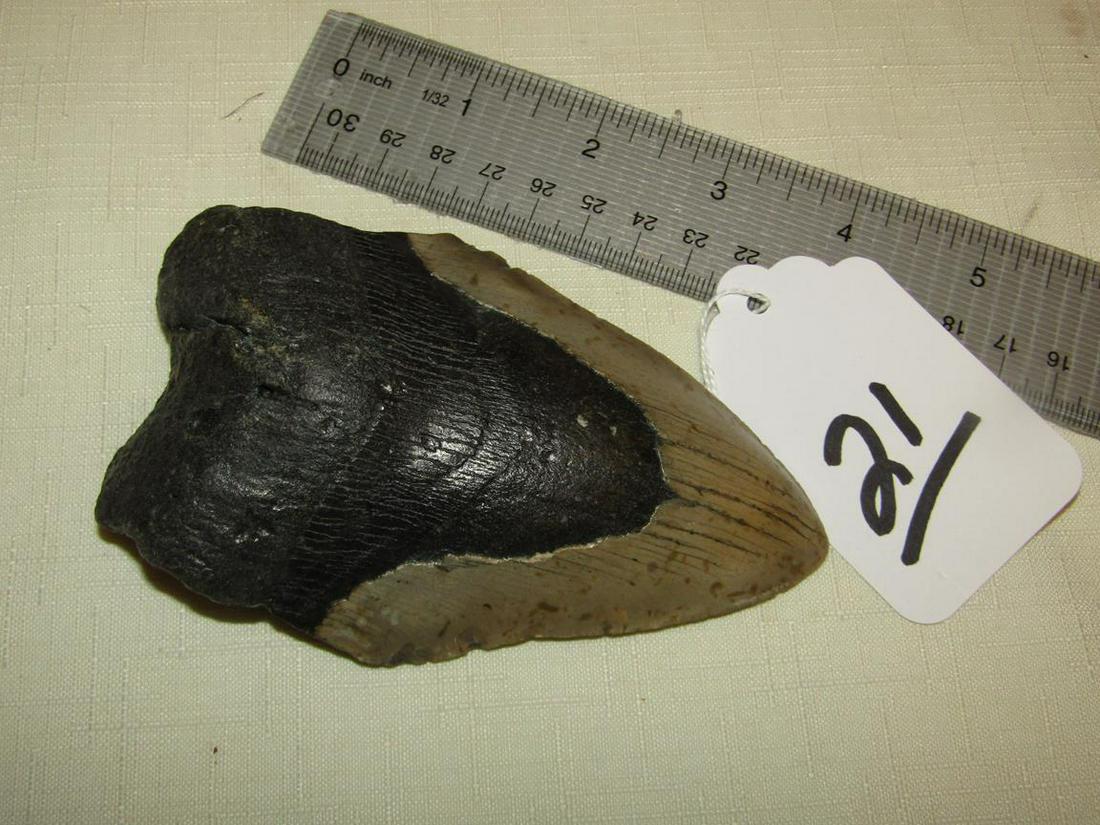 Fossil: Large 4 3/4" Megladon pre-historic sharks tooth