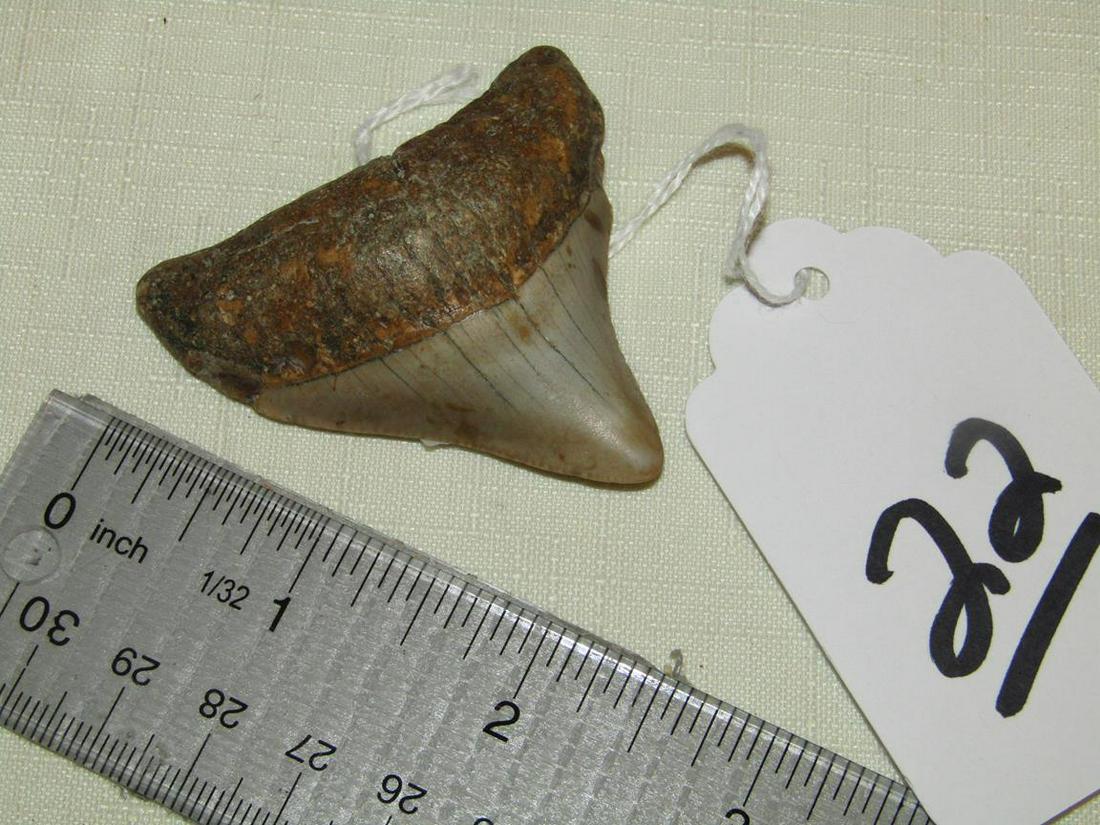 Fossil: Small 2 1/4" pre-historic baby sharks tooth
